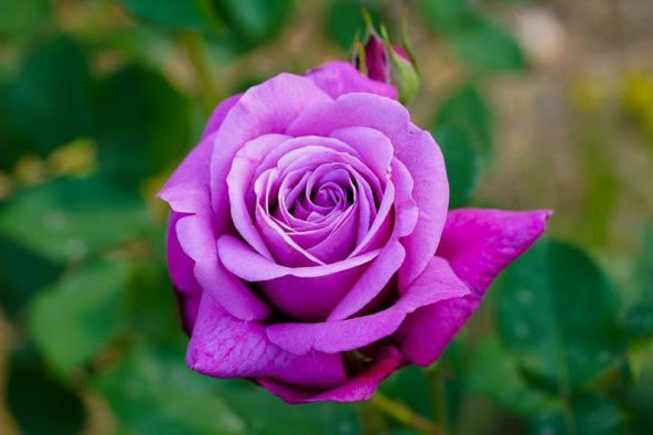 Tohum Dünyam 5 Adet Purple Rose, Rosa Setigera Tohumu ürün görseli 1