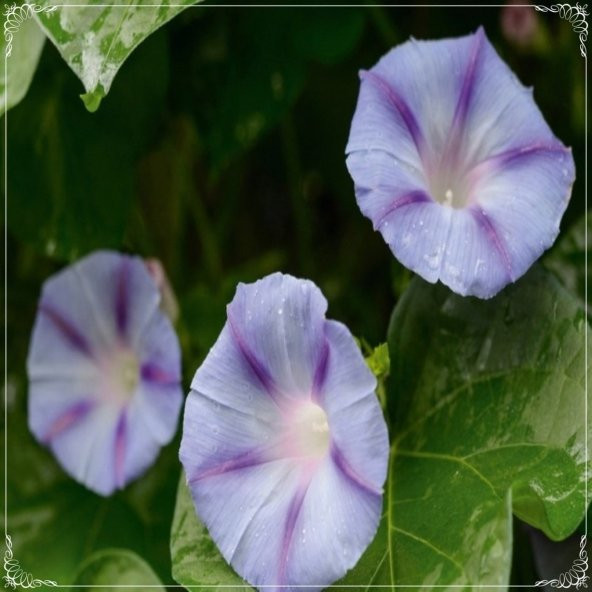 Tohum Dünyam 5 Adet Caprice Morning Glory Tohumu ürün görseli 1