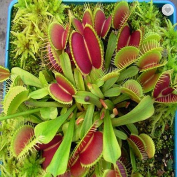 Tohum Dünyam 5 Adet Venus Flytrap Fresh Garden Tohumu - Resim 3