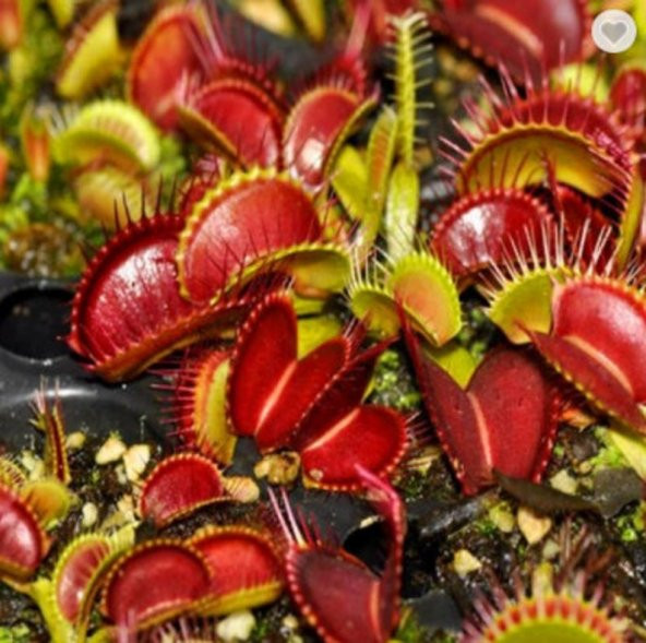 Tohum Dünyam 5 Adet Venus Flytrap Fresh Garden Tohumu - Resim 4