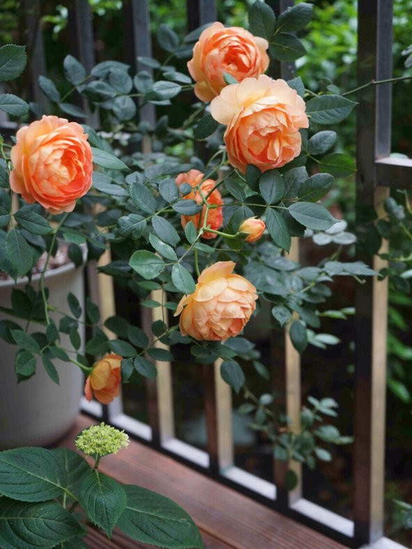 Tohum Dünyam 10 Adet Mix CLIMBING ROSE Rosa Bush Tohumu ürün görseli 1