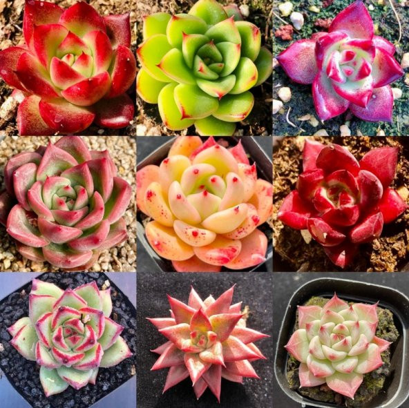 Tohum Dünyam 10 Adet MIX Echeveria Agavoides Succulent Tohumu ürün görseli 1