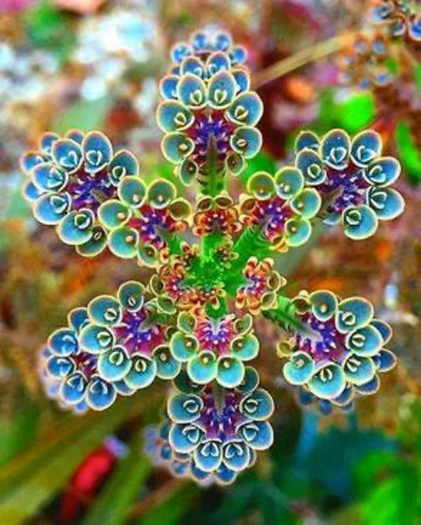Tohum Dünyam 10 Adet Colorful Kalanchoe Tohumu ürün görseli 1