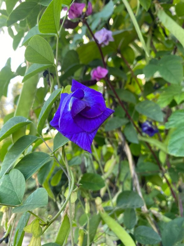 Tohum Dünyam 5 Adet Blue Butterfly Flower Tohumu ürün görseli 1
