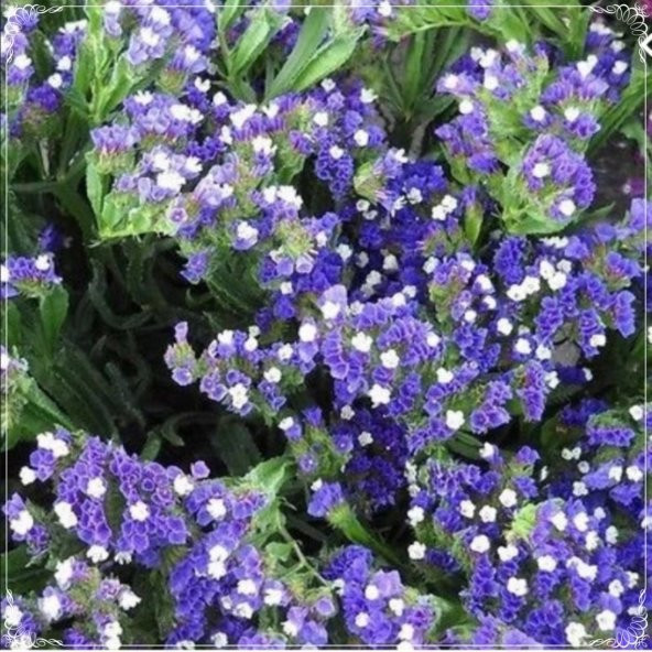 Tohum Dünyam 10 Adet Limonium Sinuatum Blue River Sea Lavender Tohumu ürün görseli 1