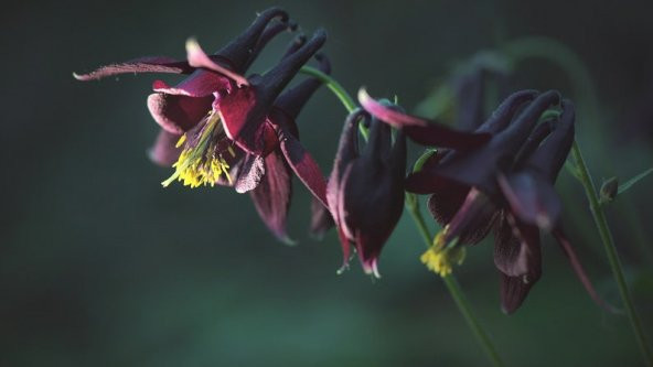 Tohum Dünyam 5 Adet Black Columbine Tohumu ürün görseli 1