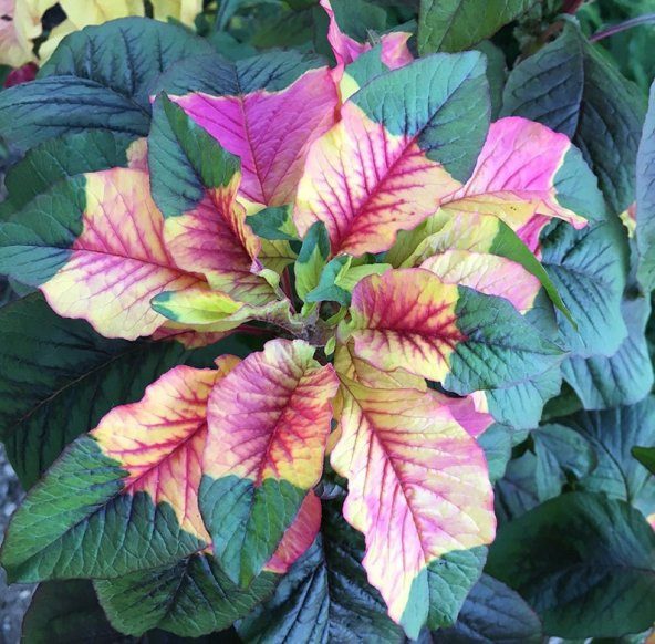 Tohum Dünyam 10 Adet Josephs Coat Amaranthus Tohumu ürün görseli 1