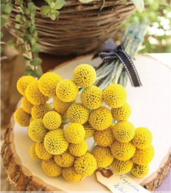 Tohum Dünyam 5 Adet Cute yellow Billy Buttons Tohumu ürün görseli 1