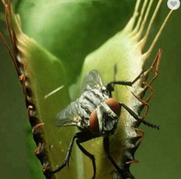 Tohum Dünyam 5 Adet Venus Flytrap Fresh Garden Tohumu - Resim 5