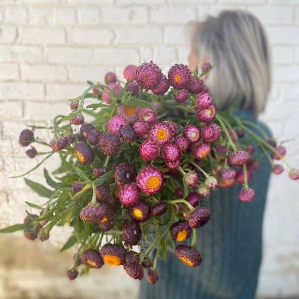Tohum Dünyam 10 Adet Unique Strawflower Copper Red Tohumu ürün görseli 1