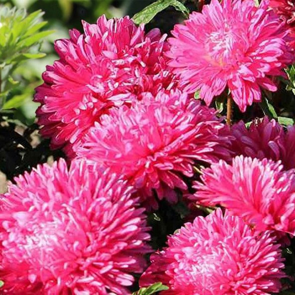 Tohum Dünyam 10 Adet Dark Rose Gremlin Aster Tohumu ürün görseli 1