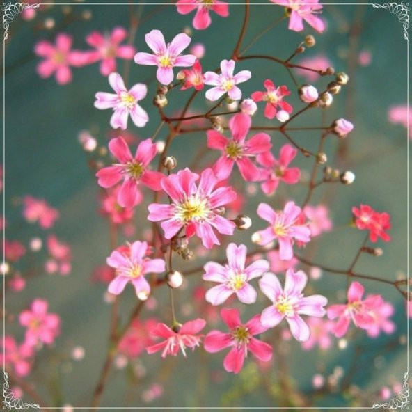 Tohum Dünyam 20 Adet Gypsophila Elegance Mixed Spring Starflower Tohumu ürün görseli 1