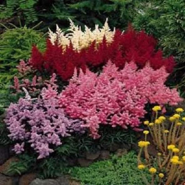 Tohum Dünyam 30 Adet MIXED Colors ASTILBE BUNTER Tohumu ürün görseli 1