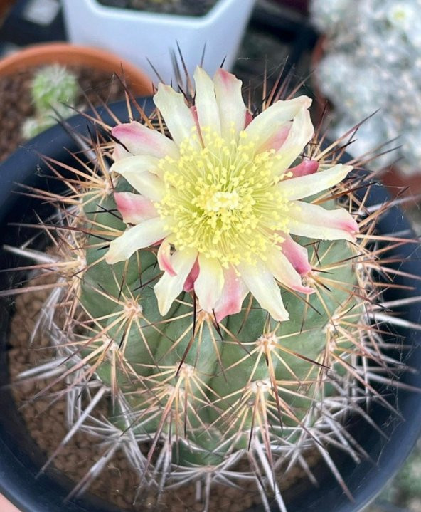 Tohum Dünyam 10 Adet Copiapoa Grandiflora Kaktüs Tohumu ürün görseli 1