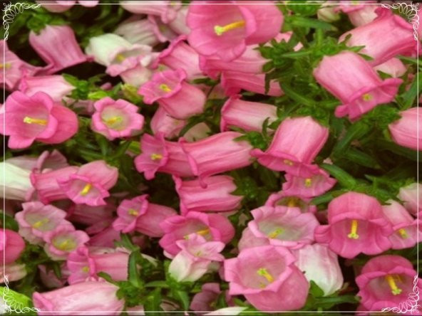 Tohum Dünyam 5 Adet Isabella Rose Pink Bellflower Tohumu ürün görseli 1