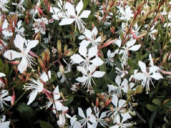 Tohum Dünyam 10 Adet White GAURA WHIRLING BUTTERFLIES Tohumu ürün görseli 1