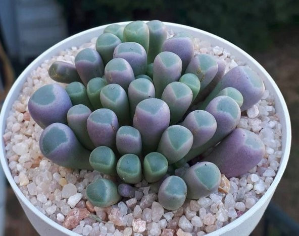 Tohum Dünyam 10 Adet Fenestraria Aurantiaca Succulent Tohumu ürün görseli 1