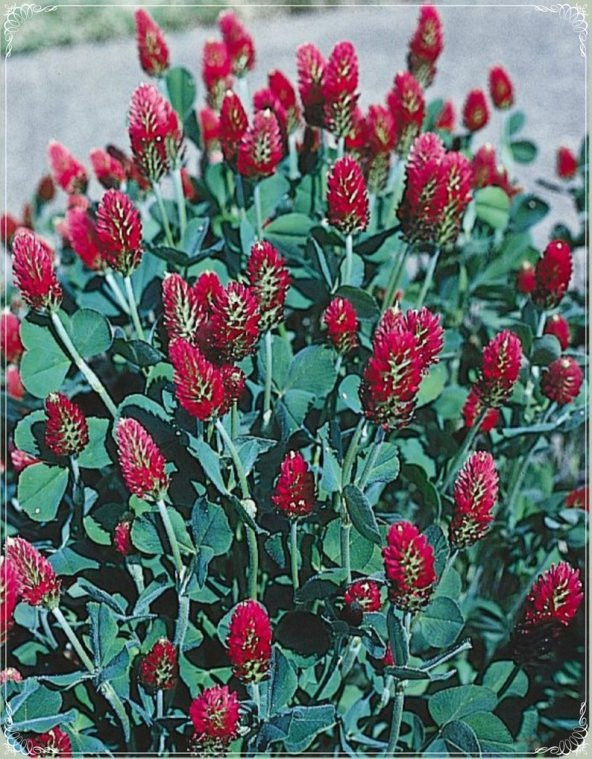 Tohum Dünyam 20 Adet Red Love Trifolium Tohumu ürün görseli 1
