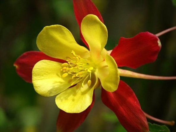 Tohum Dünyam 10 Adet Columbine Aquilegia Vulgaris Tohumu ürün görseli 1