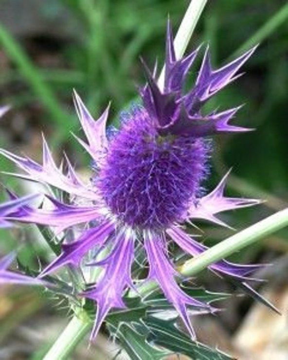 Tohum Dünyam 5 Adet Purple Sheen Sea Holly Tohumu ürün görseli 1