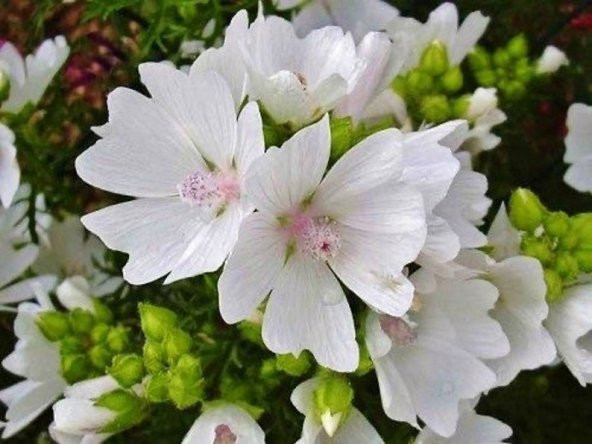 Tohum Dünyam 5 Adet Hollyhock (Malva Moschata White) Tohumu ürün görseli 1