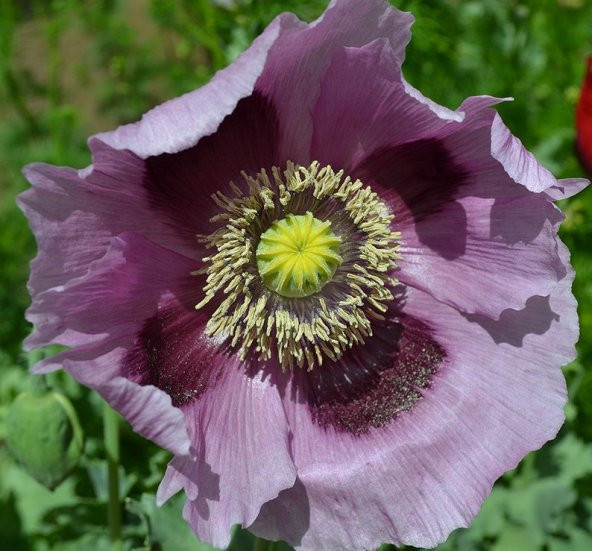 Tohum Dünyam 5 Adet Giant Purple Poppy Tohumu ürün görseli 1