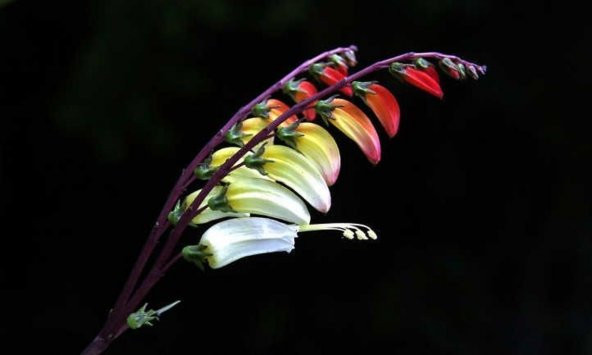 Tohum Dünyam 10 Adet Exotic Love Vine Tohumu ürün görseli 1
