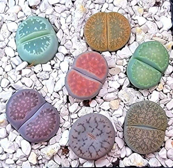 Tohum Dünyam 20 Adet Lithops Mix Tohumu ürün görseli 1