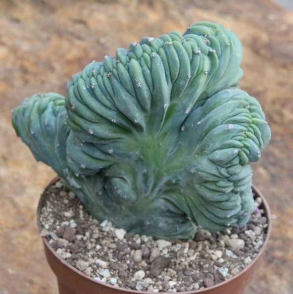 Tohum Dünyam 10 Adet Myrtillocactus Geometrizans Kaktüs Tohumu ürün görseli 1