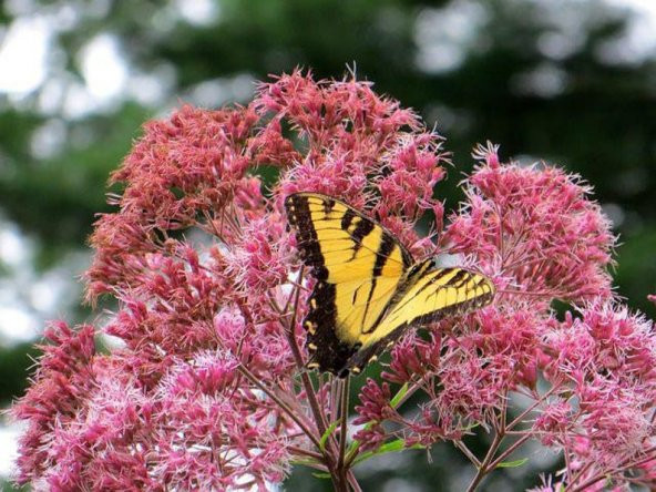 Tohum Dünyam 10 Adet Sweet Joe Pye Weed Tohumu ürün görseli 1