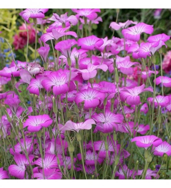 Tohum Dünyam 5 Adet Lilac Rosea Agrostemma Githago Barberry Tohumu ürün görseli 1