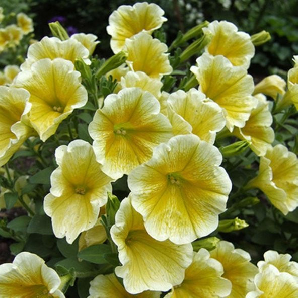 Tohum Dünyam 10 Adet Natural Trailing Petunia Yellow Star Tohumu ürün görseli 1
