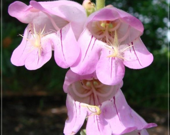 Tohum Dünyam 10 Adet Weeping Pink Color Penstemon Tohumu ürün görseli 1