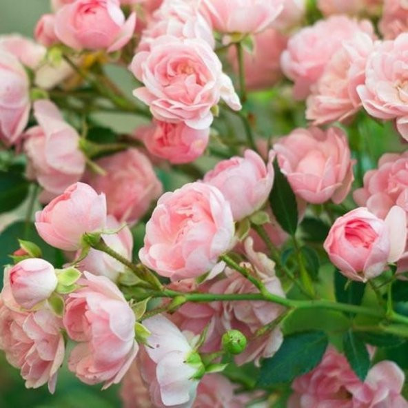 Tohum Dünyam 5 Adet Pink Rose Gül Tohumu ürün görseli 1