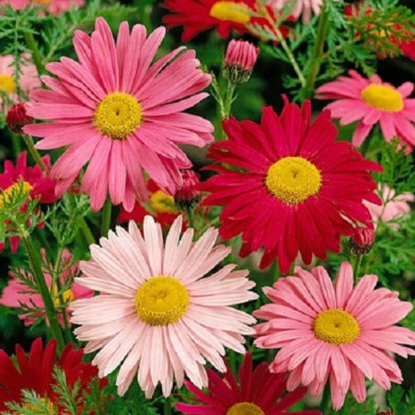 Tohum Dünyam 20 Adet Mixed Colors ROBINSONS PAINTED DAISY Tohumu ürün görseli 1