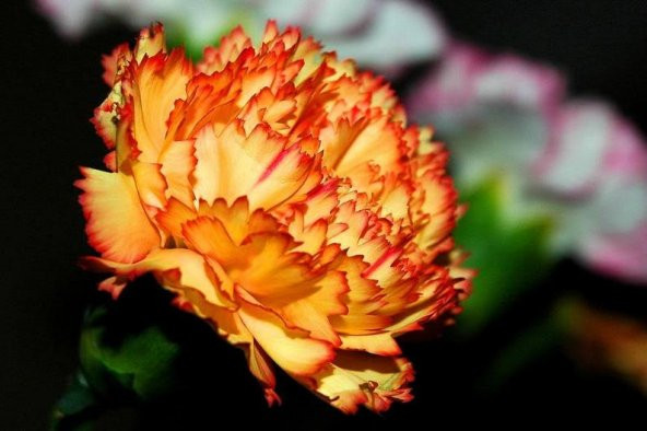 Tohum Dünyam 20 Adet ORANGE CARNATION Tohumu ürün görseli 1