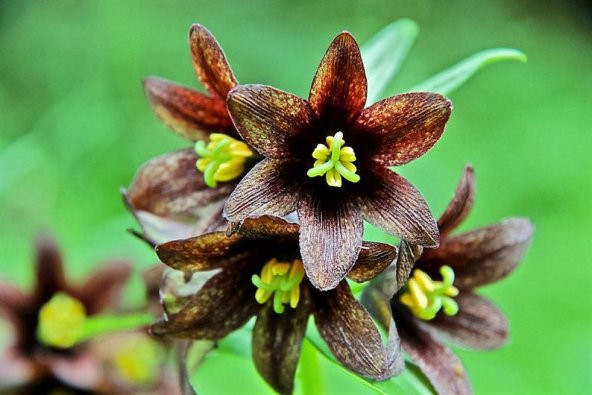 Tohum Dünyam 10 Adet CHOCOLATE LILY Black Kamchatka Brown Tohumu ürün görseli 1