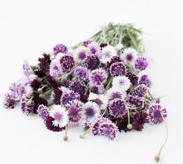 Tohum Dünyam 10 Adet Purple Classic Magic Centaurea Tohumu ürün görseli 1