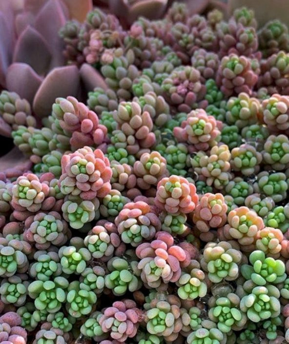 Tohum Dünyam 10 Adet Sedum Dasyphyllum Succulent Tohumu ürün görseli 1