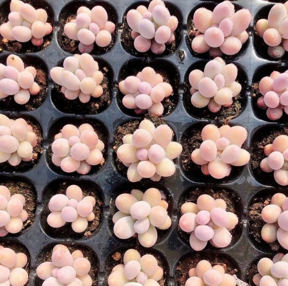 Tohum Dünyam 10 Adet New Pachyphytum ‘Tangyuan’ Tohumu ürün görseli 1
