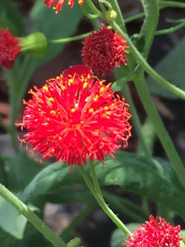 Tohum Dünyam 10 Adet Red Tassel Aster Tohumu ürün görseli 1