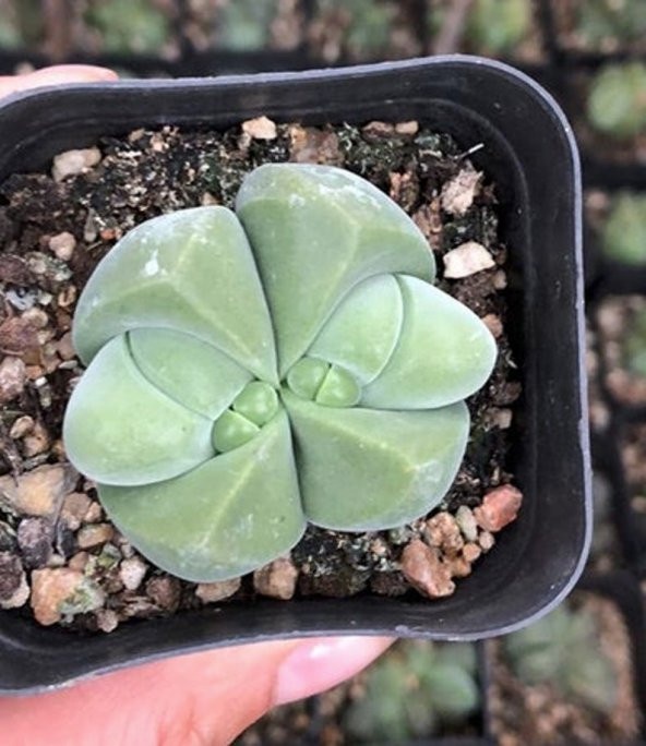 Tohum Dünyam 10 Adet Pleiospilos Succulent Tohumu ürün görseli 1