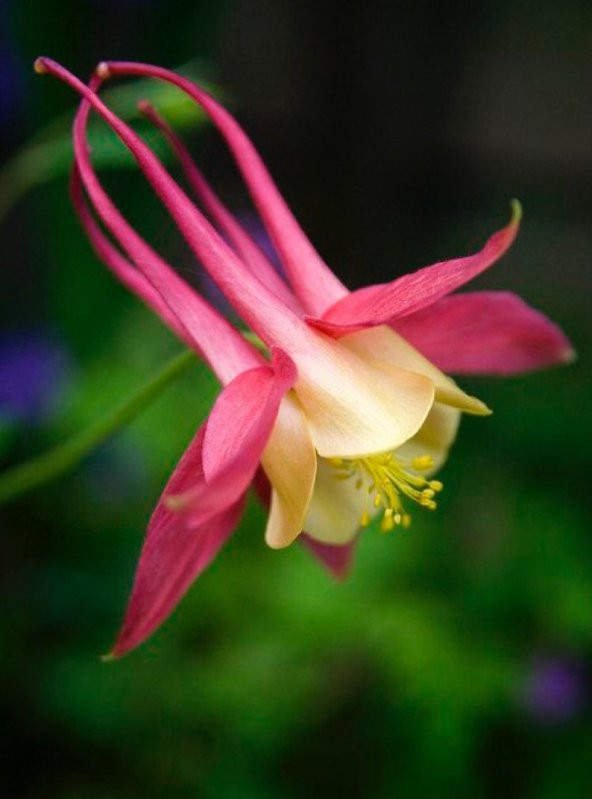 Tohum Dünyam 5 Adet Native Wild Columbine Tohumu ürün görseli 1