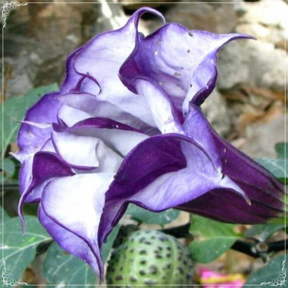 Tohum Dünyam 5 Adet Multilayer Purple Datura Brugmansia Tohumu ürün görseli 1