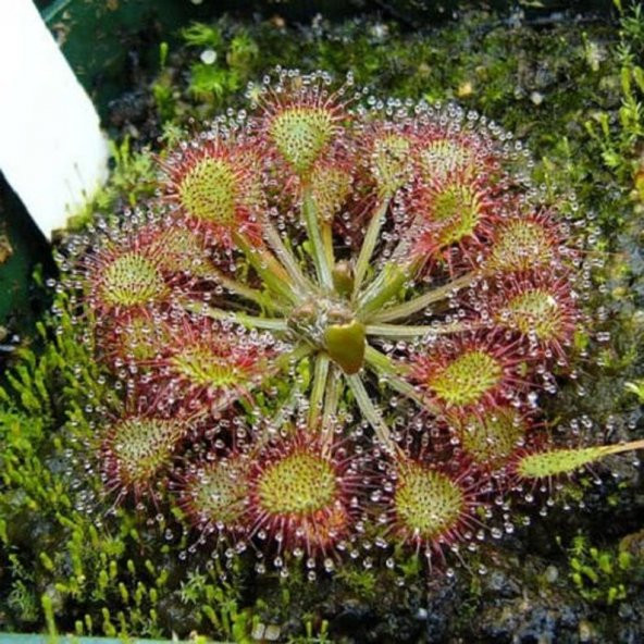 Tohum Dünyam 10 Adet CARNIVOROUS SUNDEW PLANT Tohumu ürün görseli 1