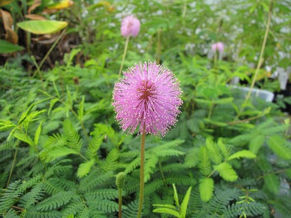 Tohum Dünyam 10 Adet MIMOSA / SENSITIVE PLANT / Touch Me Not Tohumu ürün görseli 1