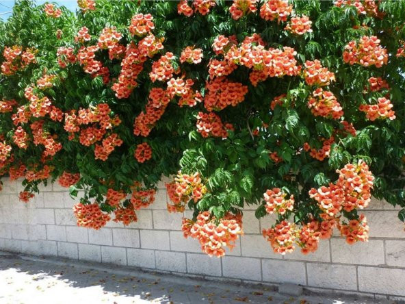 Tohum Dünyam 5 Adet Seeds Orange Trumpet Vine Tohumu ürün görseli 1
