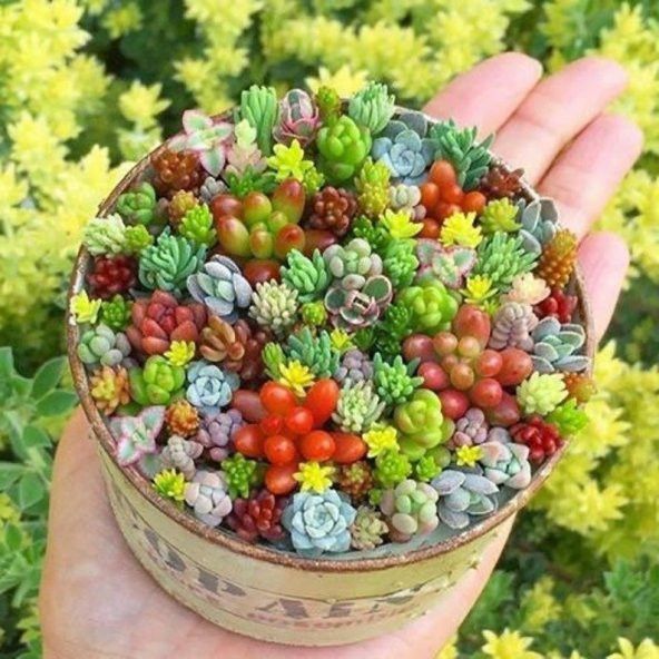 Tohum Dünyam 10 Adet Mixed Succulent Tohumu ürün görseli 1