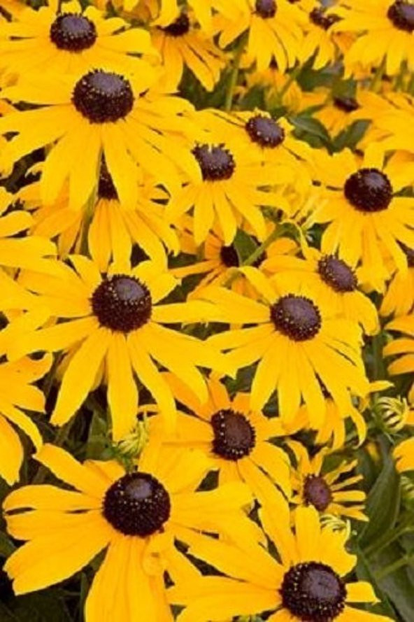 Tohum Dünyam 20 Adet BLACK EYED SUSAN Tohumu ürün görseli 1