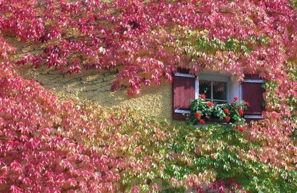 Tohum Dünyam 10 Adet Boston Ivy Tohumu ürün görseli 1